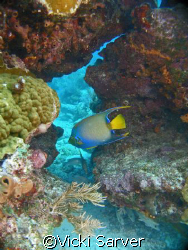 Queen Angel Fish at Molasses Reef-Key Largo, FL by Vicki Sarver 